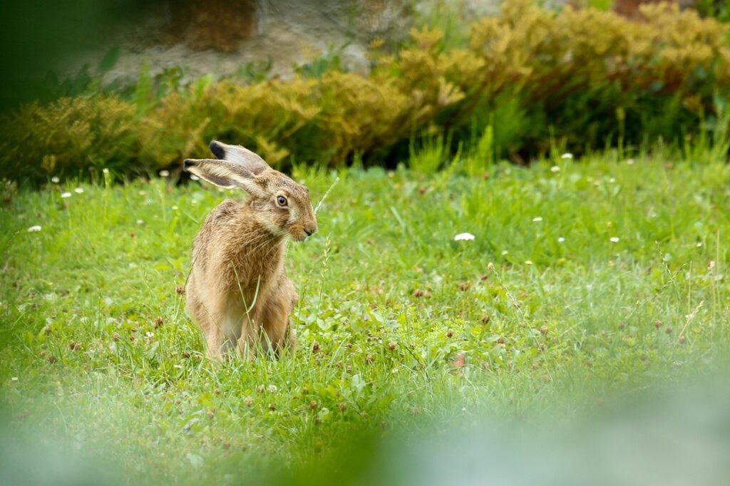 rabbit, hare, wild rabbit, long-eared, field, nature, hare, hare, hare, hare, hare