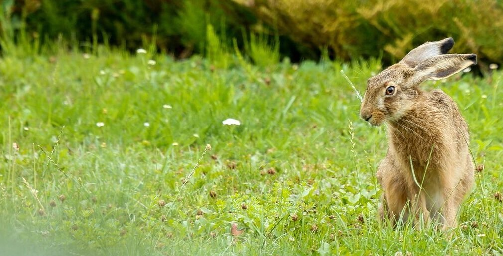 rabbit, hare, wild rabbit, long-eared, field, nature, hare, hare, hare, hare, hare