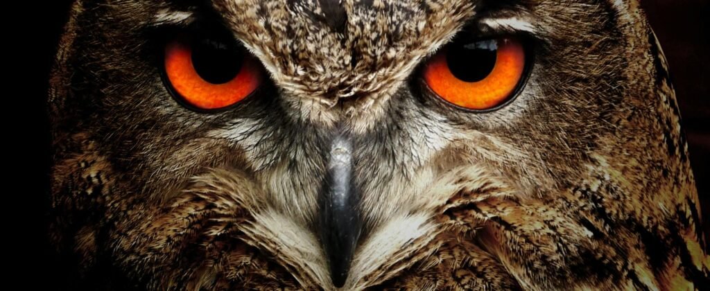 Intense close-up of an owl showcasing its vibrant orange eyes and detailed feathers.