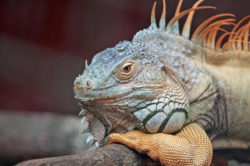 Detailed close-up of a colorful iguana resting on a branch, showcasing its textured scales and vibrant tones.