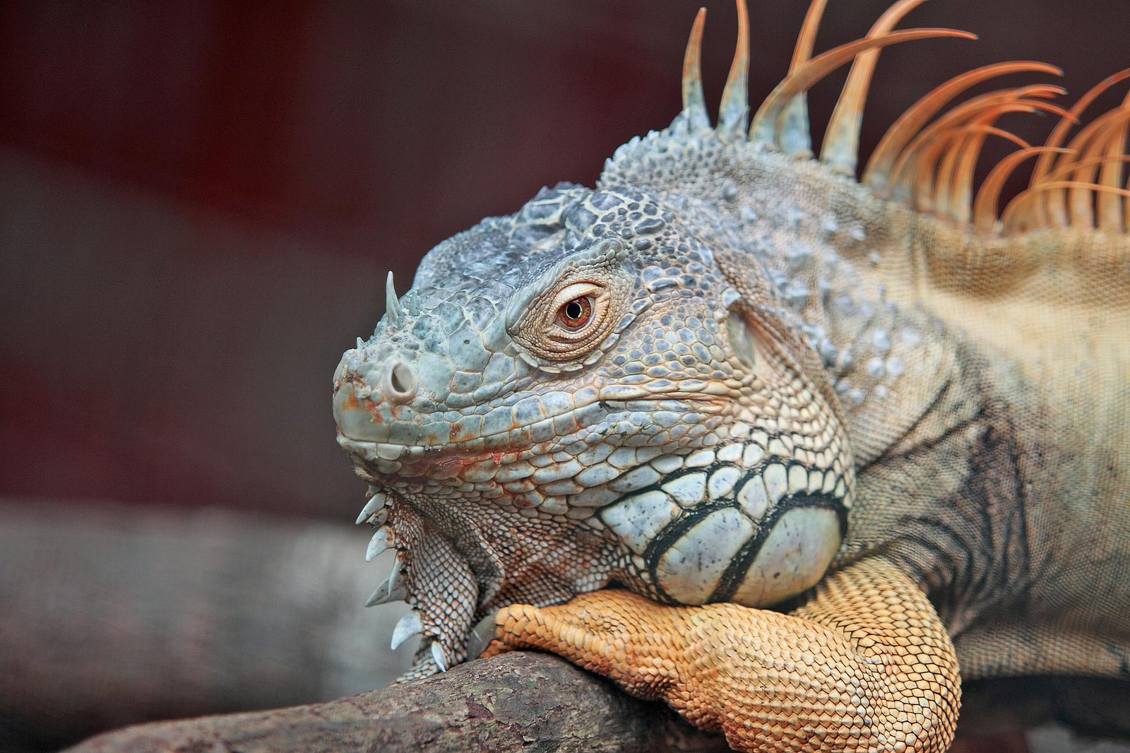 Detailed close-up of a colorful iguana resting on a branch, showcasing its textured scales and vibrant tones.