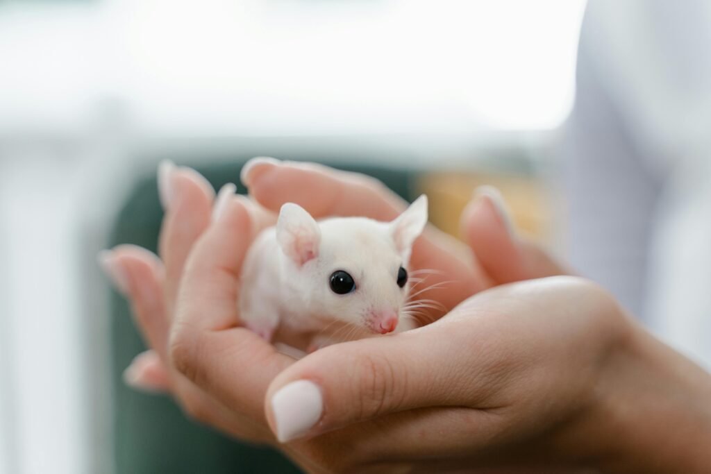 A close-up of a white mouse being gently held in hands, showcasing its adorable features.