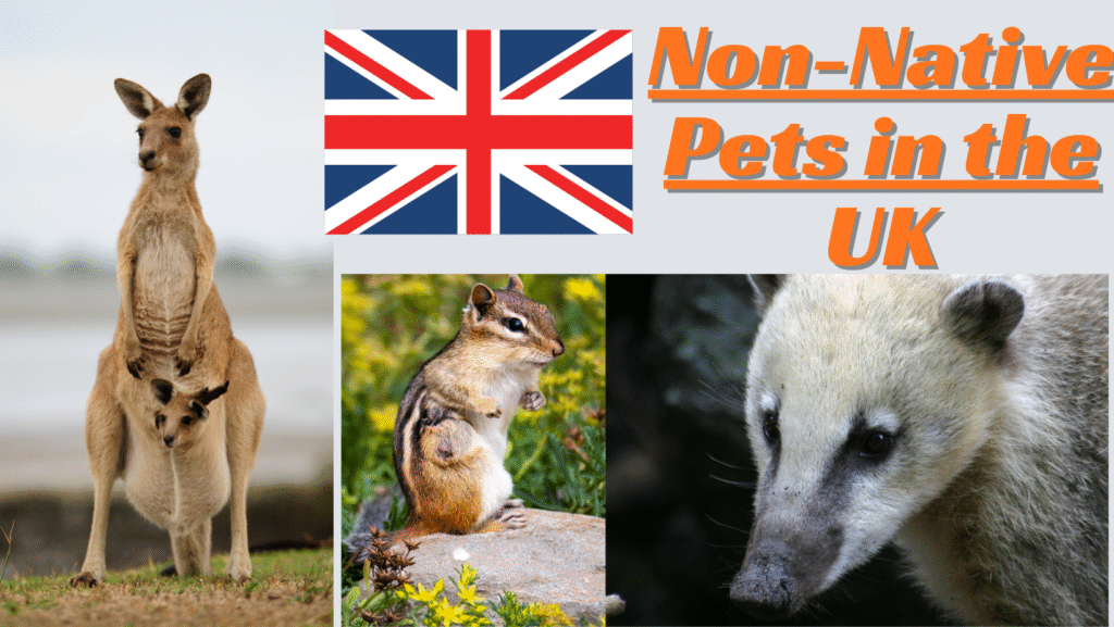 Non Native Pets in UK