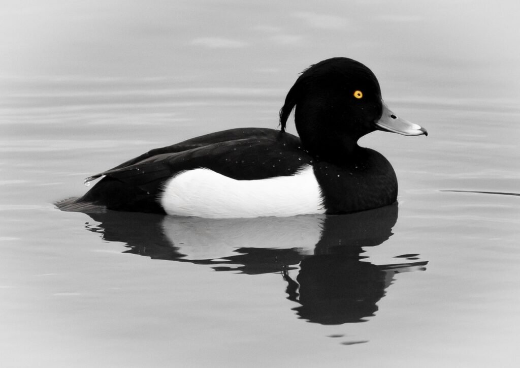 tufted duck, duck, bird, animal, feathers, plumage, beak, waterfowl, nature, wildlife, birdwatching, avian, pond, lake, wildfowl, ornithology, fauna