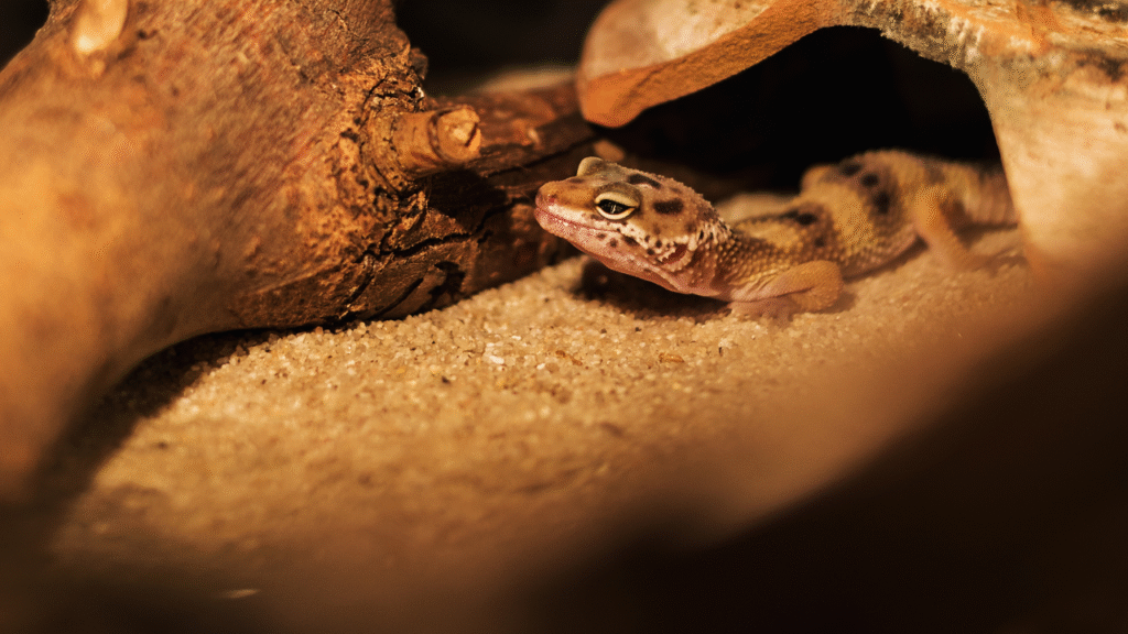 World's Most Destructive Invasive Animals