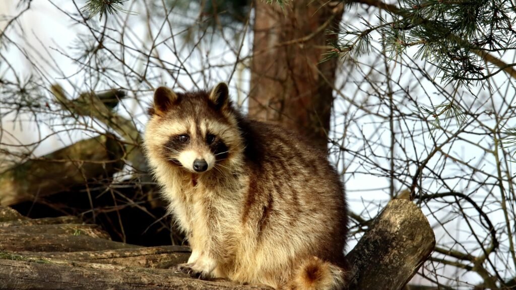 tanuki raccoon dog in natural habitat Japan